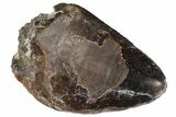Serrated, Fossil Phytosaur Tooth - Arizona #145010-1